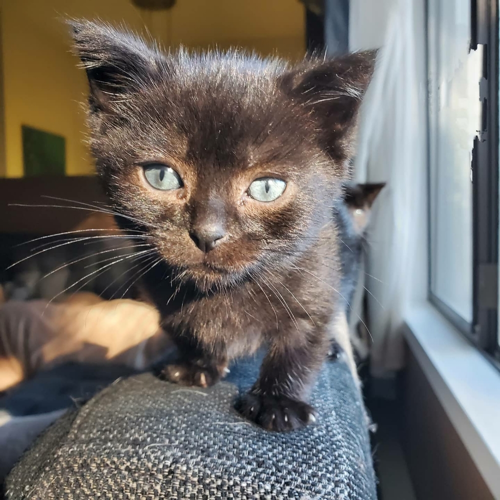 Meet your Posher, Annie